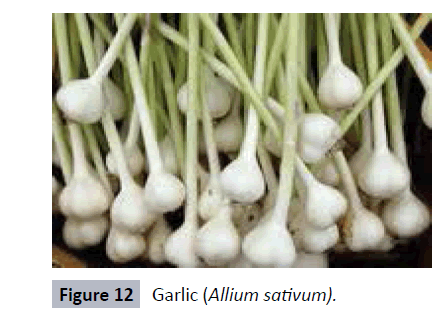 herbal-medicine-Allium-sativum