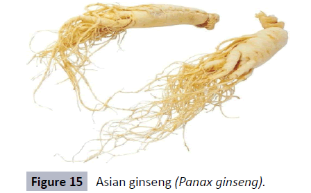 herbal-medicine-Asian-ginseng