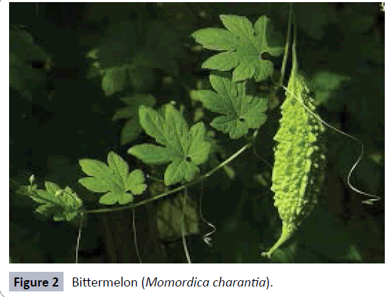herbal-medicine-Momordica-charantia