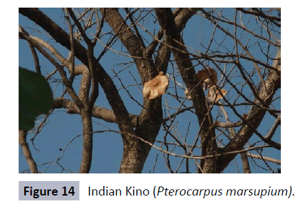 herbal-medicine-Pterocarpus-marsupium