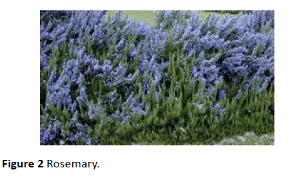 herbal-medicine-Rosemary