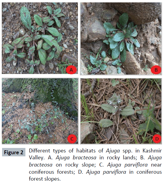 herbal-medicine-habitats-Ajuga