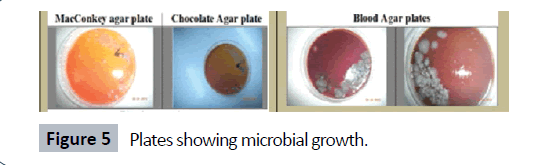 herbal-medicine-microbial-growth