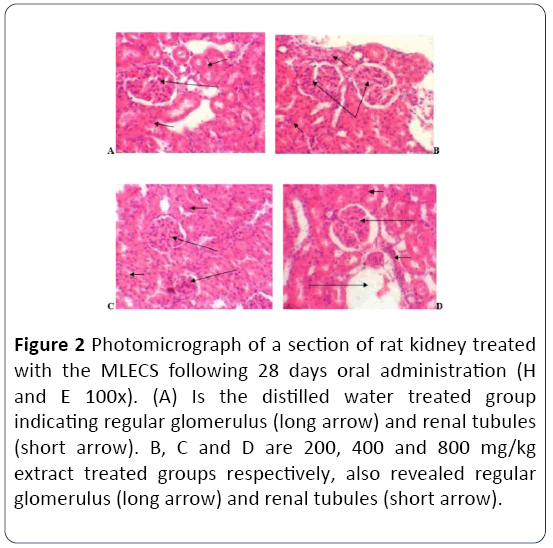 herbal-medicine-rat-kidney